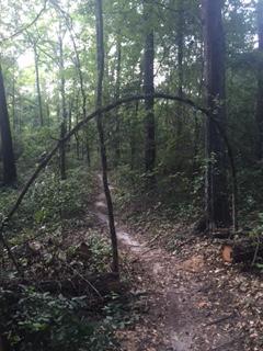 A forest scene featuring a curved tree branch arching over a dirt path, surrounded by dense greenery and wooded terrain. L.H. Thomson Trails mountain bike trail.