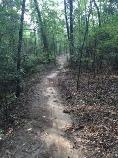 A dirt path winding through a lush, green forest with trees on either side, surrounded by fallen leaves and dappled sunlight filtering through the foliage. L.H. Thomson Trails mountain bike trail.