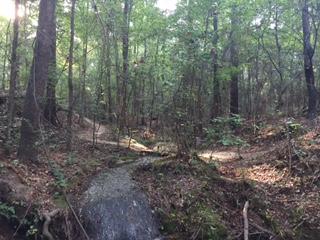 A serene forest scene featuring tall trees and a winding path surrounded by greenery. The ground is covered with fallen leaves, and dappled sunlight filters through the canopy, creating a peaceful atmosphere. L.H. Thomson Trails mountain bike trail.