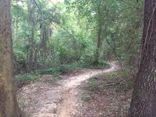 A winding dirt trail through a wooded area, surrounded by lush green trees and underbrush. The path is partially overgrown, leading deeper into the forest. L.H. Thomson Trails mountain bike trail.