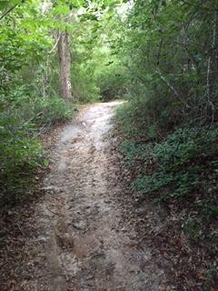 A narrow dirt path meanders through a lush green forest, bordered by trees and dense vegetation. The ground is uneven with patches of dry leaves scattered along the trail. L.H. Thomson Trails mountain bike trail.