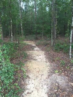 A narrow, sandy path winding through a wooded area filled with green foliage and trees, with scattered leaves along the ground. L.H. Thomson Trails mountain bike trail.