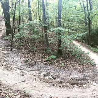 Winding dirt trail surrounded by trees in a forest, with fallen leaves scattered on the ground. L.H. Thomson Trails mountain bike trail.