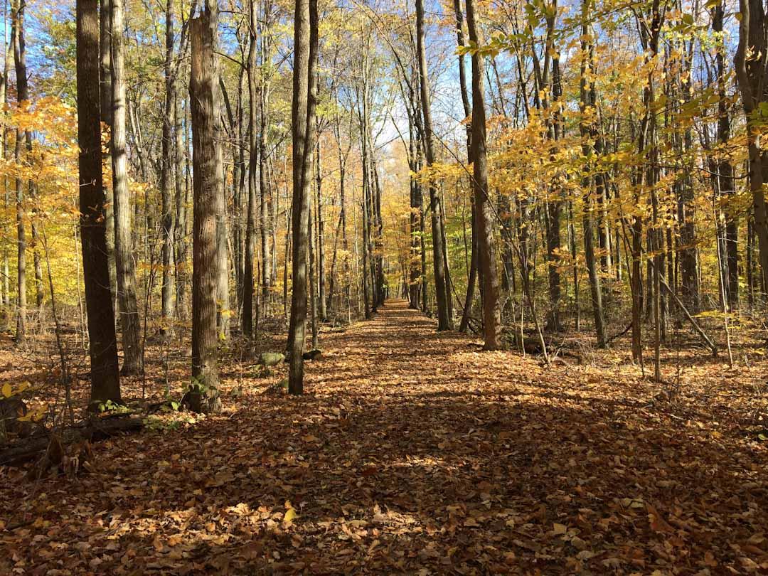 A picturesque forest path lined with tall trees, showcasing vibrant autumn foliage in shades of yellow and orange. The ground is covered with a layer of fallen leaves, creating a serene and inviting atmosphere on a sunny day. Indian Hollow Reservation mountain bike trail.