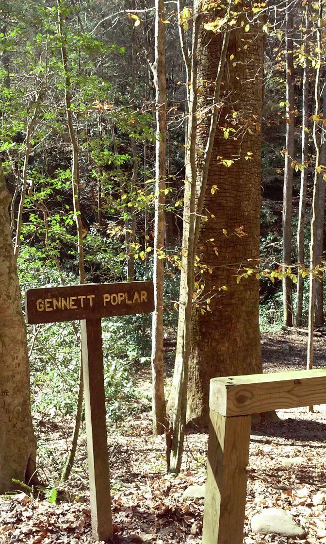 A wooden sign marked "Gennett Poplar" stands in a wooded area, surrounded by tall trees with green foliage. Sunlight filters through the leaves, illuminating the natural landscape, which features a mix of tree trunks and scattered leaves on the ground. A wooden railing is visible in the foreground. Bear Creek mountain bike trail.