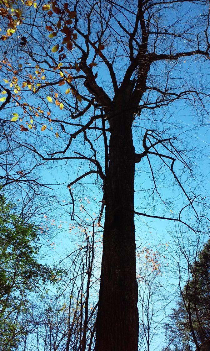 A tall, bare tree silhouetted against a clear blue sky, with a few orange and yellow leaves still clinging to its branches. Surrounding foliage suggests the beginning of autumn. Bear Creek mountain bike trail.