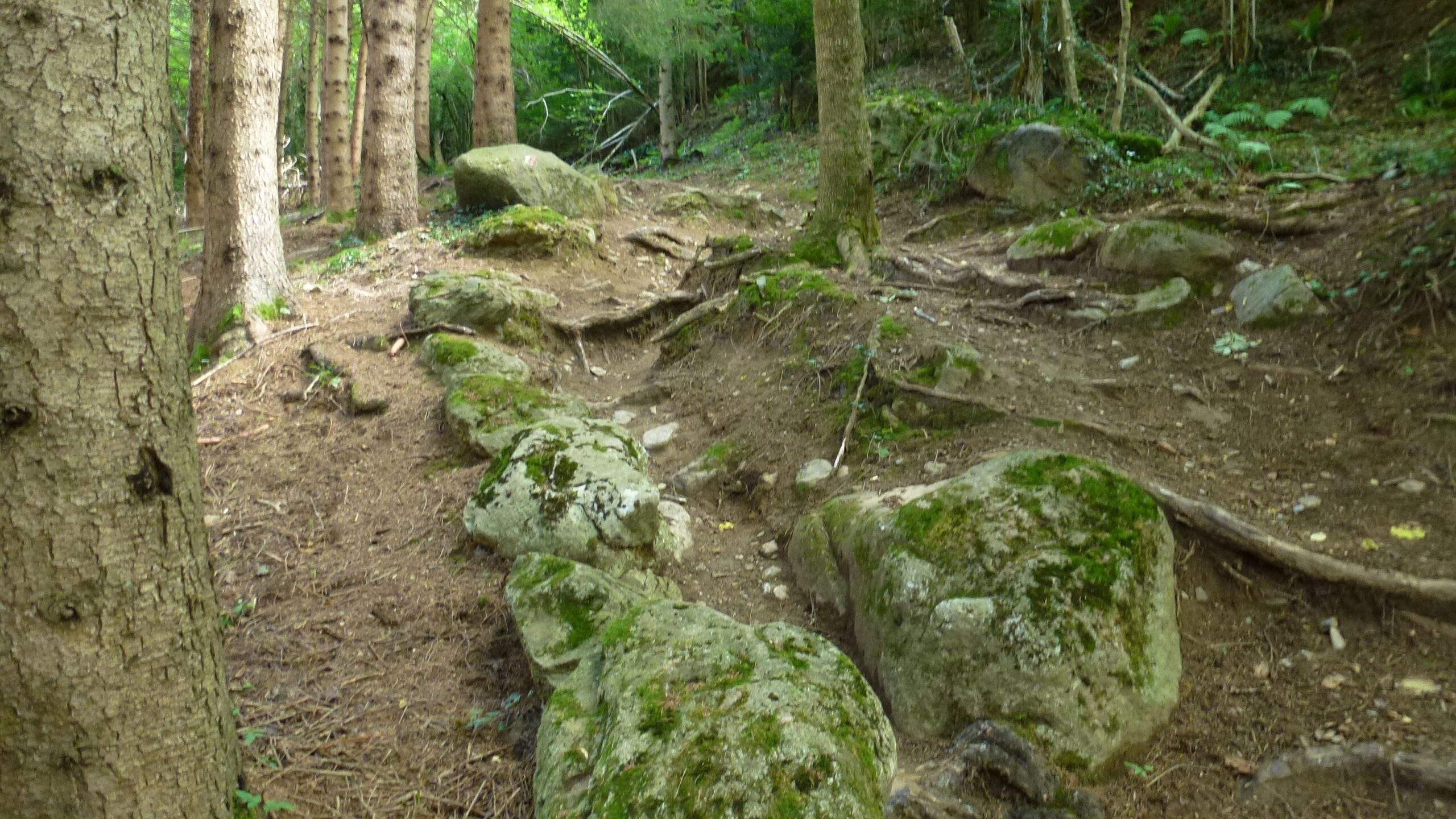 A winding forest path lined with moss-covered rocks and tree roots, surrounded by tall trees and lush green foliage. Great Crossing of the Ariege mountain bike trail.