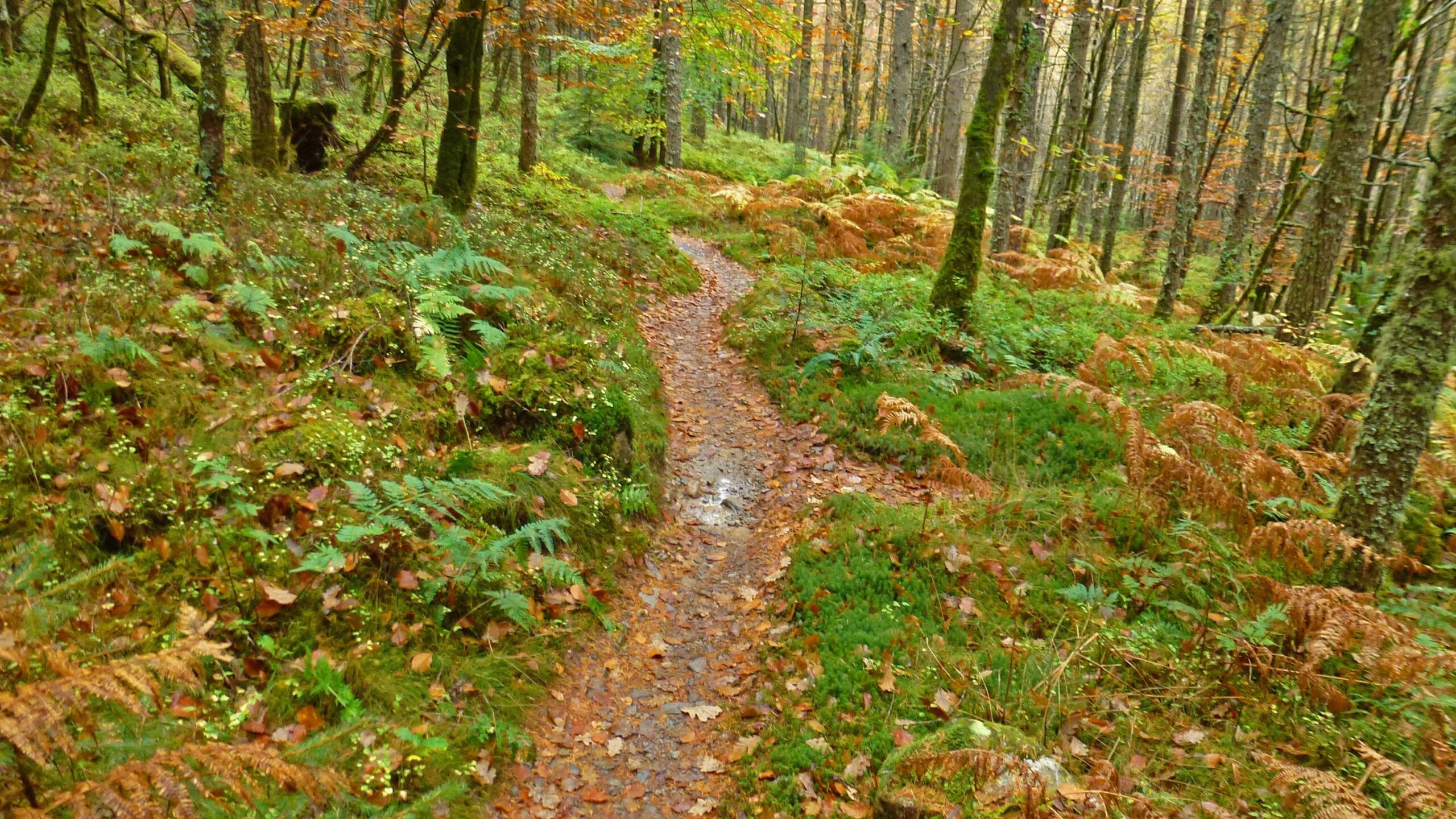 A winding dirt path through a lush forest, surrounded by ferns and scattered autumn leaves, with trees displaying green and orange foliage. MBR mountain bike trail.