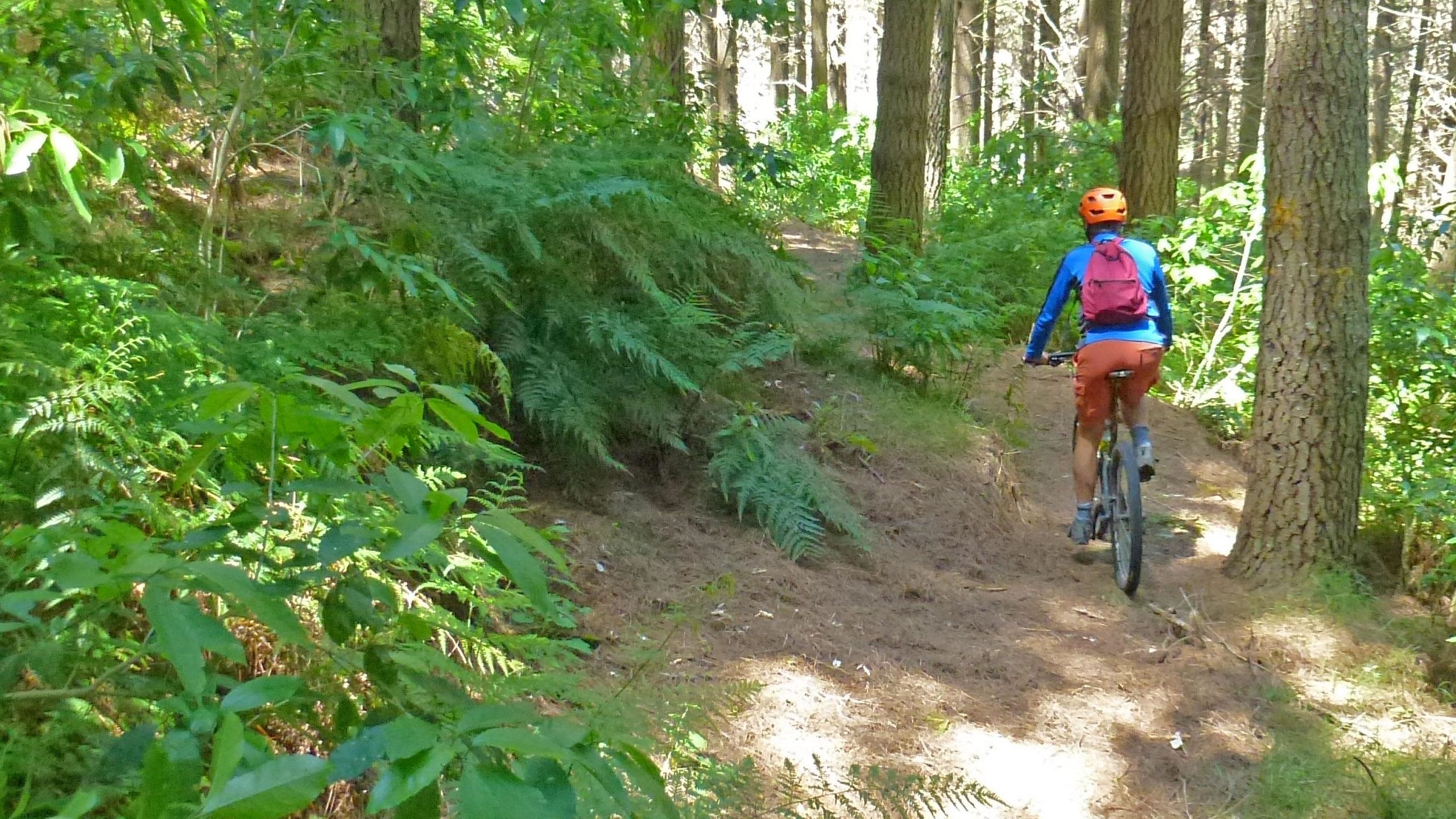 A person riding a mountain bike along a narrow trail in a lush, green forest, surrounded by trees and ferns. The cyclist is wearing a bright orange helmet, a blue long-sleeve shirt, and orange shorts, with a small backpack. Sunlight filters through the leaves, creating a vibrant, outdoor scene. Waipunga Block mountain bike trail.