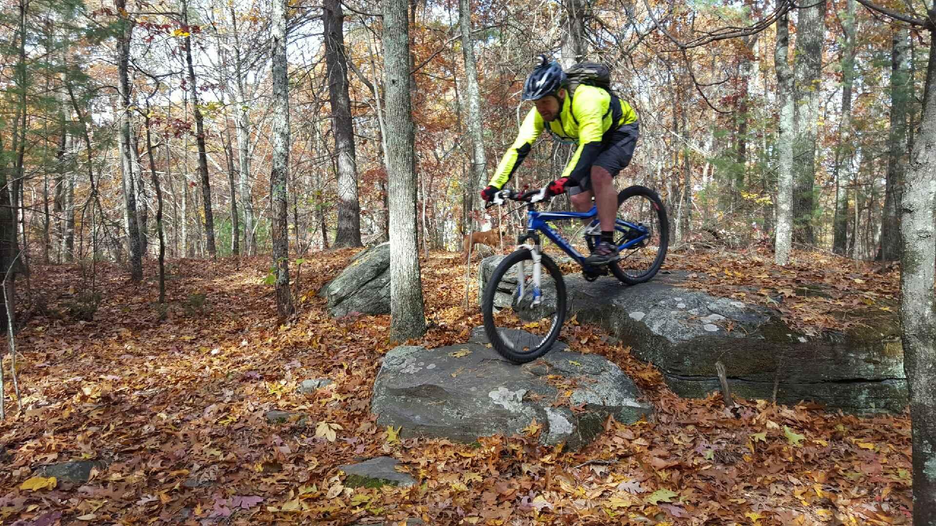 A mountain biker in a bright yellow long-sleeve shirt and black shorts is skillfully navigating over a large rock on a wooded trail covered with autumn leaves. The surrounding trees are adorned with colorful fall foliage, creating a vibrant backdrop for the outdoor activity. Rayburn Trails mountain bike trail.
