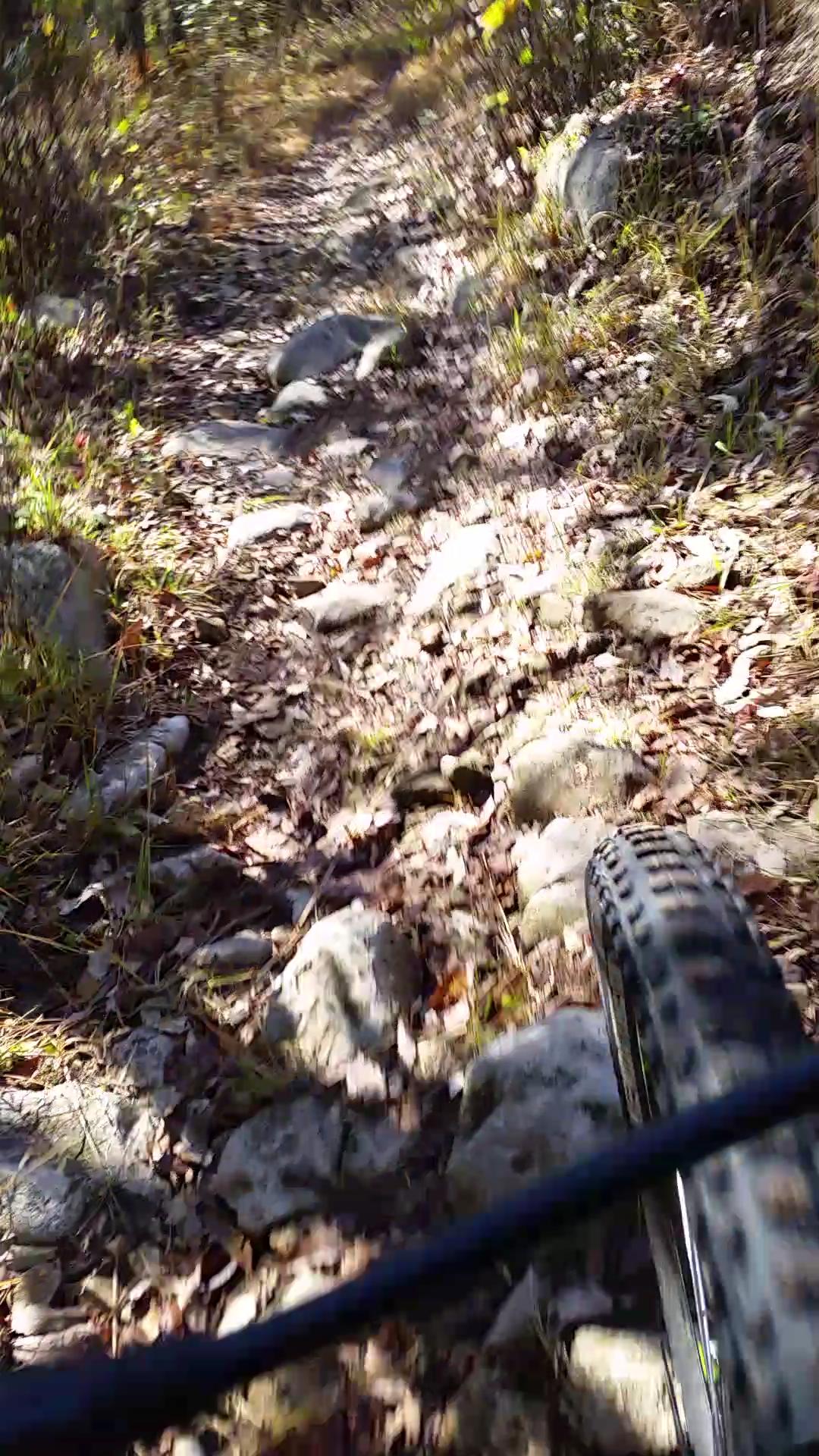 A close-up view of a mountain biking trail featuring a rocky path covered with dry leaves and surrounded by greenery, with a bicycle tire visible in the foreground. Camp Horizon mountain bike trail.