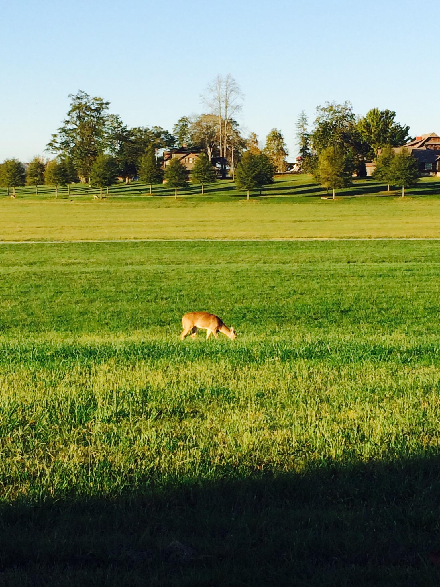 A deer grazing in a lush green field with trees and a house in the background under a clear blue sky. Viking Trail mountain bike trail.
