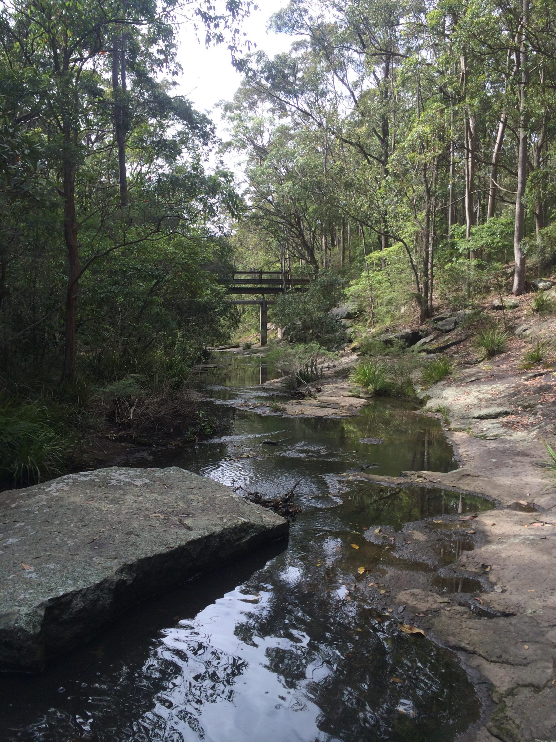 A tranquil forest scene featuring a narrow stream surrounded by lush greenery, with large rocks lining the water's edge. In the background, a simple wooden bridge spans the stream, partially obscured by trees. The atmosphere is serene, with soft light filtering through the foliage, reflecting on the water's surface. Glenrock State Conservation Area mountain bike trail.