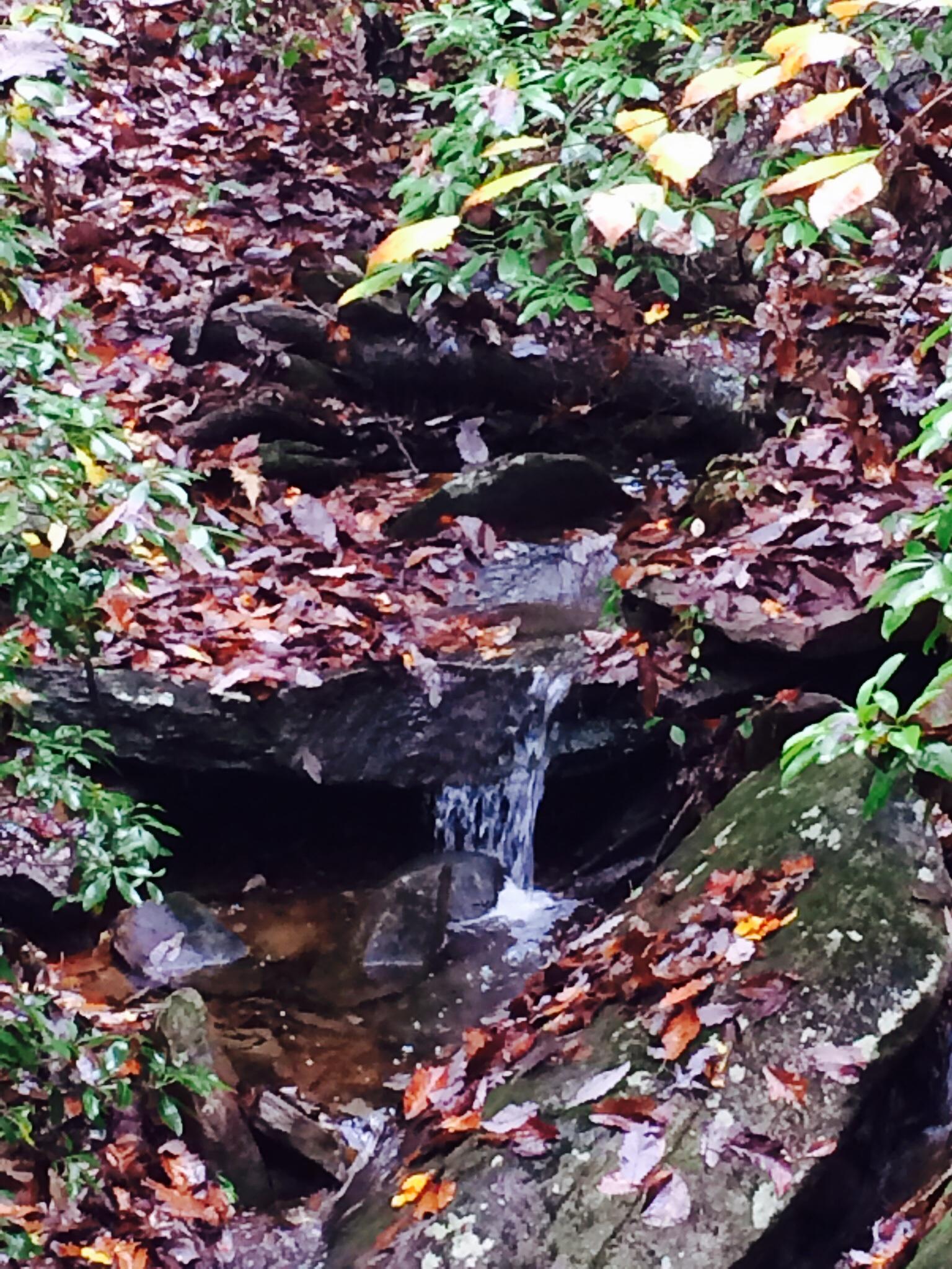 A small stream of water trickles over rocks, surrounded by a carpet of autumn leaves in a forest setting. Green vegetation frames the scene, creating a serene and natural atmosphere. Pine Mountain Recreation Area mountain bike trail.