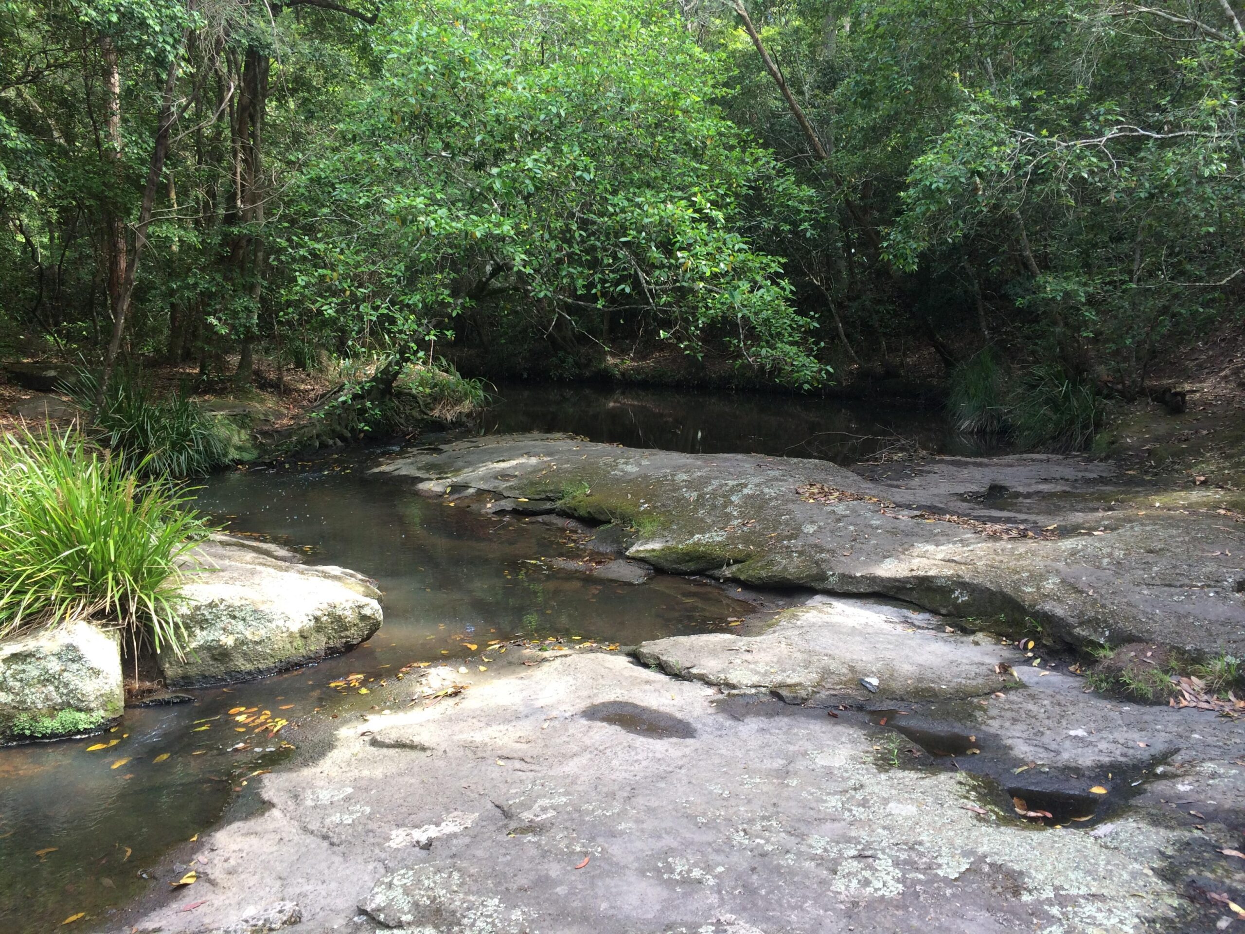 A tranquil scene of a small creek flowing over smooth rocks, surrounded by lush greenery and trees. The water reflects the overhanging foliage, creating a serene natural environment. Glenrock State Conservation Area mountain bike trail.