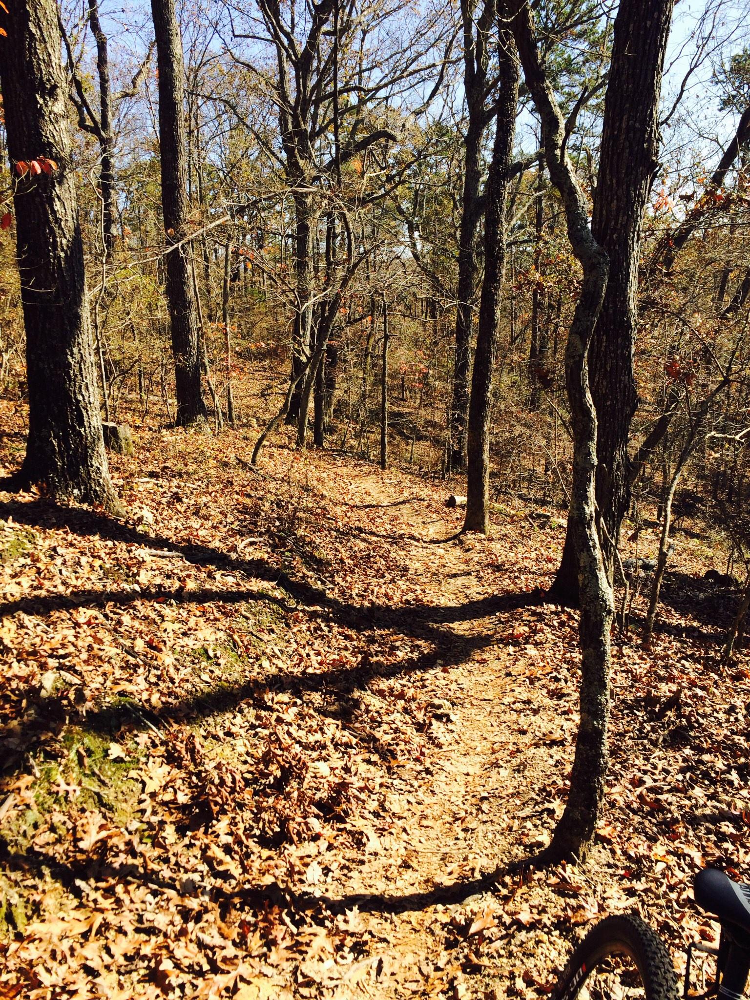 A winding dirt trail surrounded by bare trees and fallen leaves, with sunlight filtering through the branches in a forest setting. Enterprise South mountain bike trail.