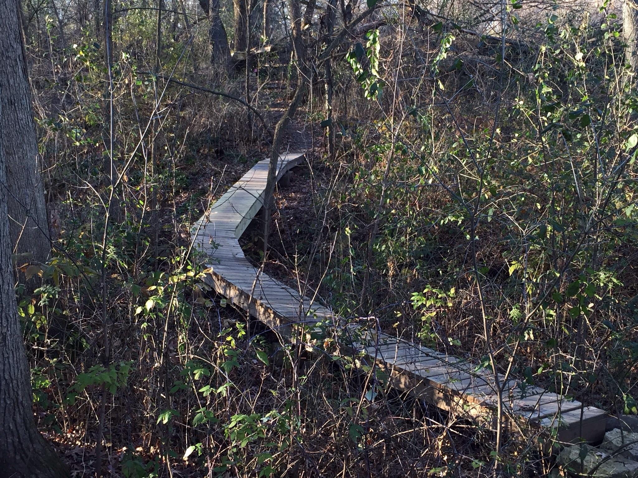 A winding wooden path through a densely wooded area, surrounded by various shrubs and small trees, with sunlight filtering through the branches. Camrock 3 mountain bike trail.