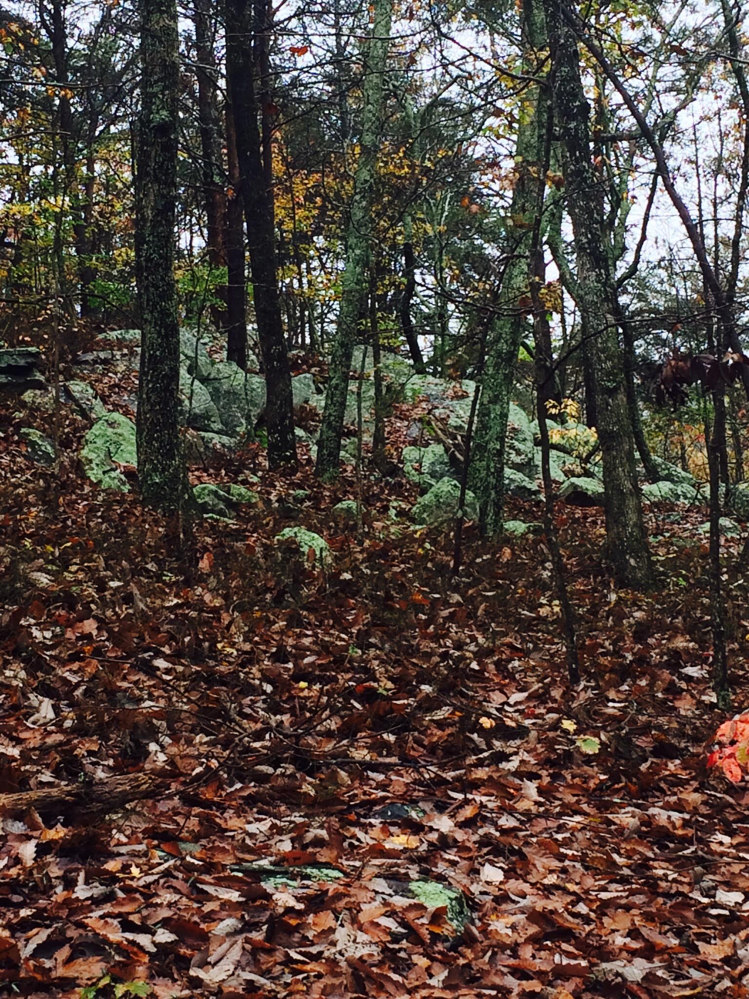 A forest scene featuring tall trees with some leaves turning colors in autumn, scattered among fallen leaves covering the ground. Rocky outcrops can be seen in the background, partially obscured by trees and underbrush, creating a tranquil woodland atmosphere. Pine Mountain Recreation Area mountain bike trail.