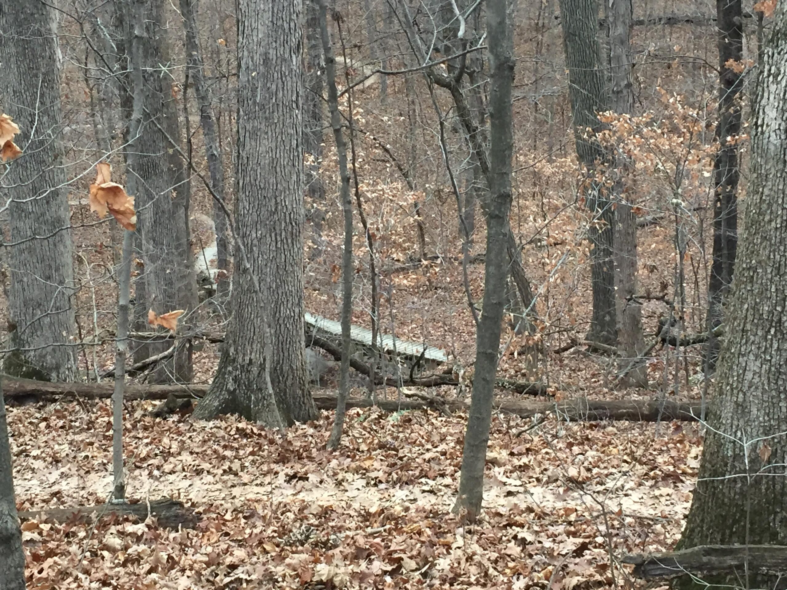 A wooded area in late autumn, featuring tall trees with bare branches and fallen leaves covering the ground. A fallen log is visible among the trees, and a few dried leaves cling to the branches. The scene gives a serene, natural atmosphere typical of a forest landscape in the cooler months. Alum Creek Phase II mountain bike trail.