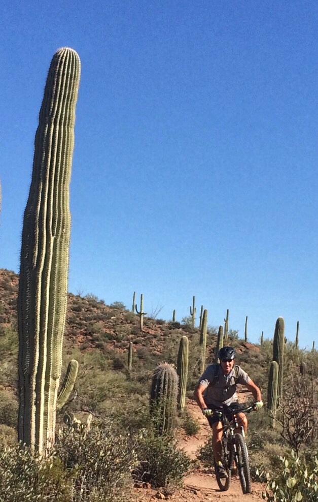 A cyclist riding a mountain bike on a trail surrounded by tall cacti and desert vegetation under a clear blue sky. Sweetwater Preserve mountain bike trail.
