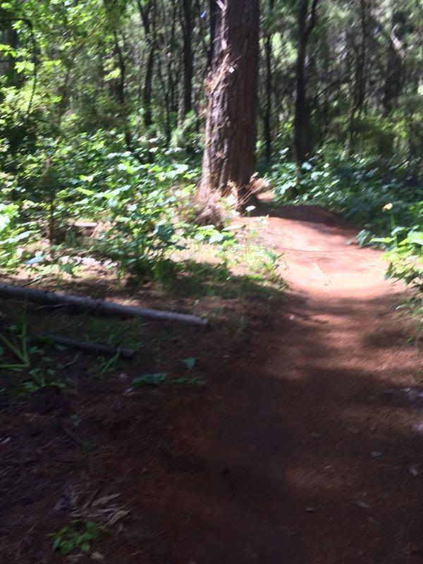 A dirt path winding through a lush green forest, with tall trees on either side and patches of sunlight filtering through the leaves. Margaret River Pines mountain bike trail.