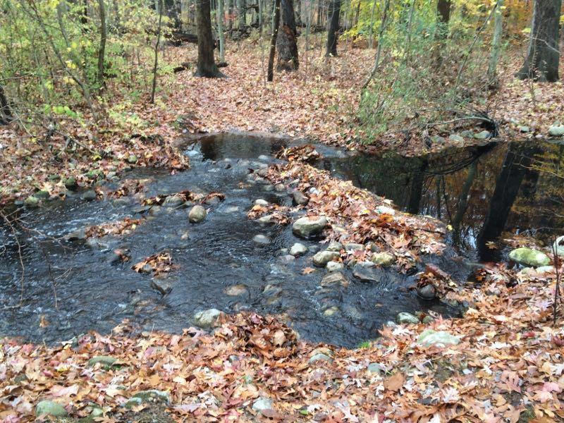 A serene forest scene featuring a small stream flowing over rocks, surrounded by colorful autumn leaves. The forest is filled with trees in various stages of shedding their leaves, creating a natural carpet of fallen foliage on the ground. Wolfes Pond park mountain bike trail.