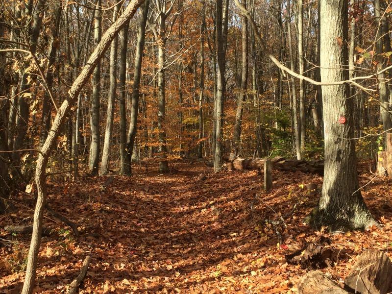 A sunlit forest path covered with fallen autumn leaves, surrounded by tall trees with orange and yellow foliage. The scene captures a tranquil autumn landscape, inviting exploration and showcasing the beauty of the season. Long Pond mountain bike trail.
