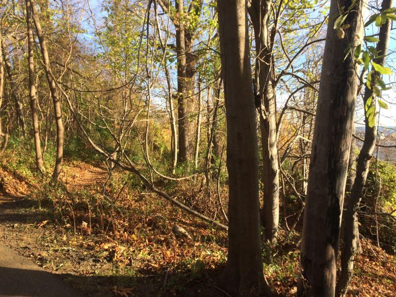 A sunlit forest scene shows a winding dirt path surrounded by tall trees and lush greenery. The ground is covered with fallen leaves, indicating the transition of seasons, while branches extend overhead against a clear blue sky. Hartshorne Woods Park mountain bike trail.