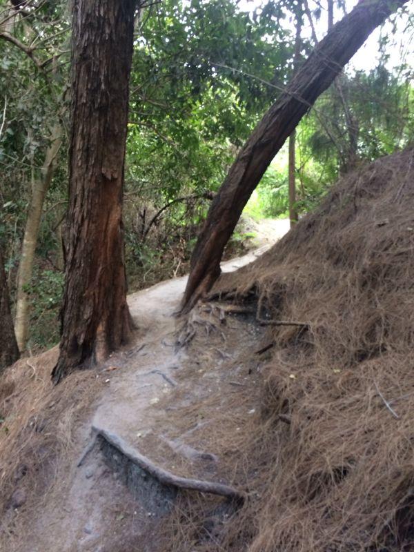 A winding dirt path through a forested area, flanked by two trees. One tree leans over the trail, while the ground nearby features exposed roots and patches of dry leaves. Lush greenery is visible in the background. Markham Park mountain bike trail.