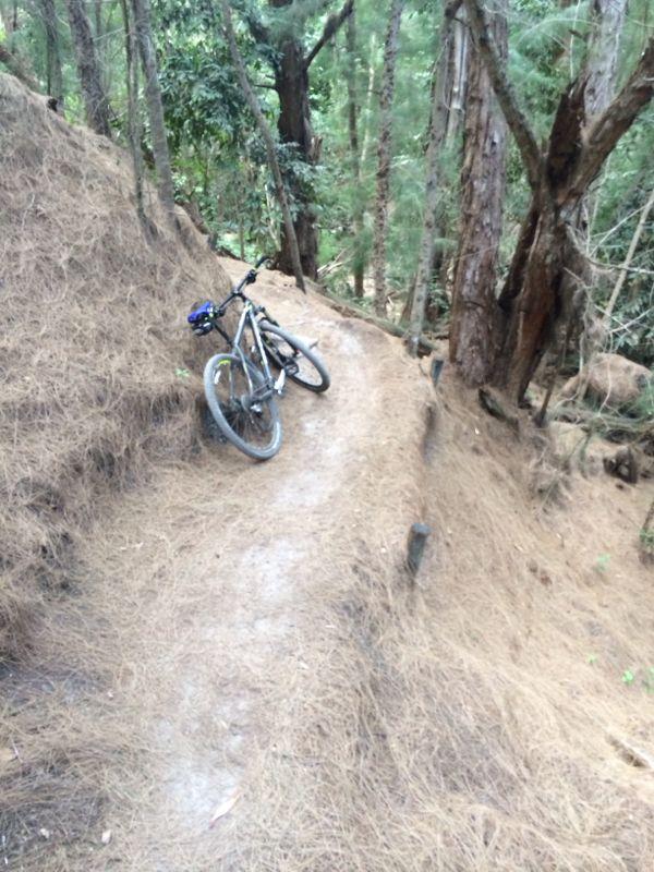 A mountain bike leaning against a dirt trail surrounded by tall trees and pine needles. The trail winds through a wooded area, showcasing a natural setting ideal for biking. Markham Park mountain bike trail.