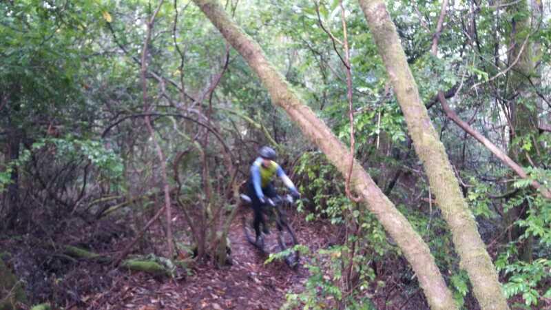 A cyclist navigating a narrow, overgrown trail in a dense forest, surrounded by trees and foliage. The rider is wearing a bright jacket and a helmet, focusing on the path ahead. Total Confusion mountain bike trail.
