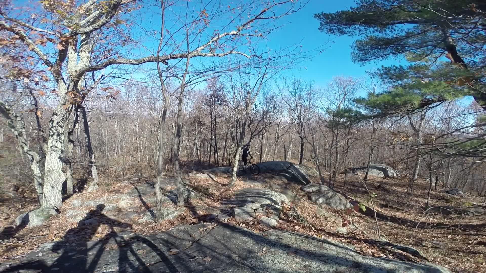 A cyclist on a bike navigating through a wooded area filled with bare trees and scattered rocks, under a clear blue sky. Long Pond Ironworks State Park mountain bike trail.