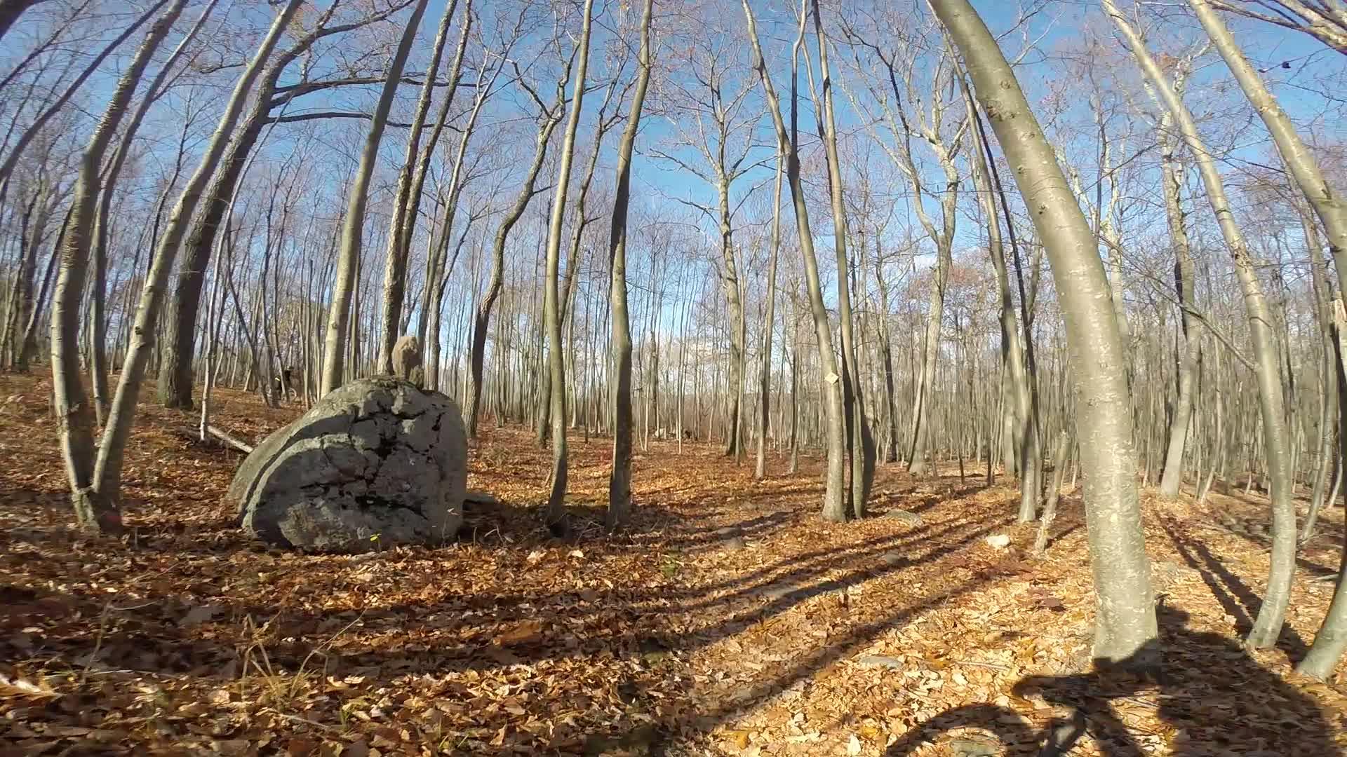 A sunlit forest scene with bare trees and fallen leaves covering the ground. A large boulder is in the foreground, casting shadows on the ground. The blue sky is visible through the branches, indicating a clear day. Long Pond Ironworks State Park mountain bike trail.