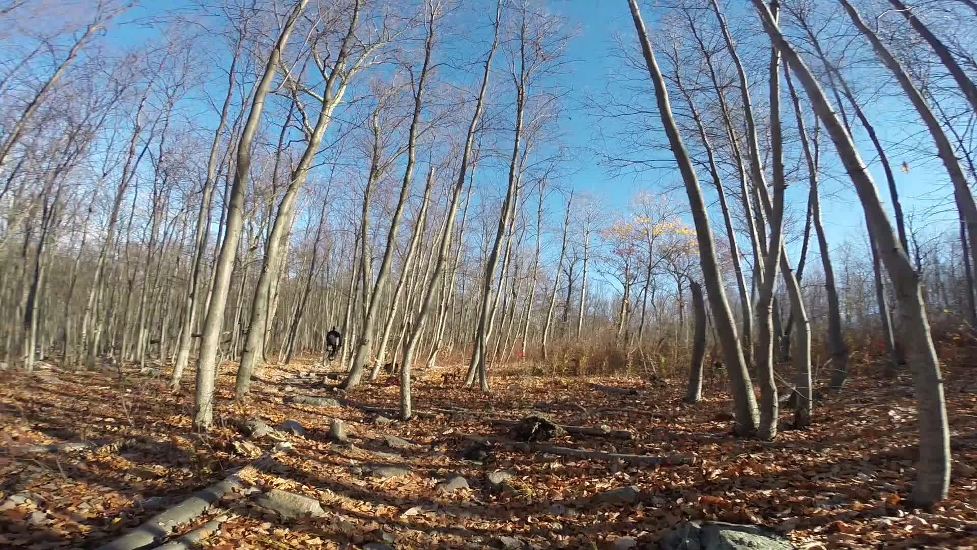 A wooded area with tall, bare trees against a clear blue sky, featuring a forest floor covered with orange and brown fallen leaves and scattered rocks. In the distance, a person can be seen walking along a path. Long Pond Ironworks State Park mountain bike trail.