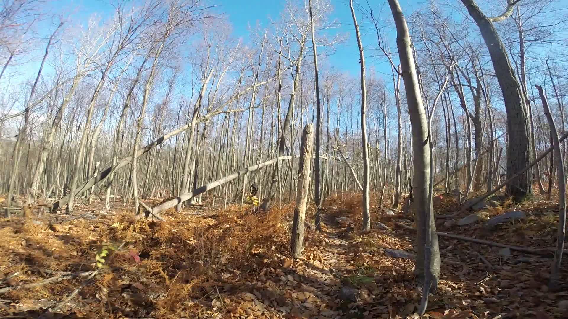 A cleared forest area with bare trees and fallen branches, surrounded by orange-brown foliage and scattered rocks, under a clear blue sky. Long Pond Ironworks State Park mountain bike trail.