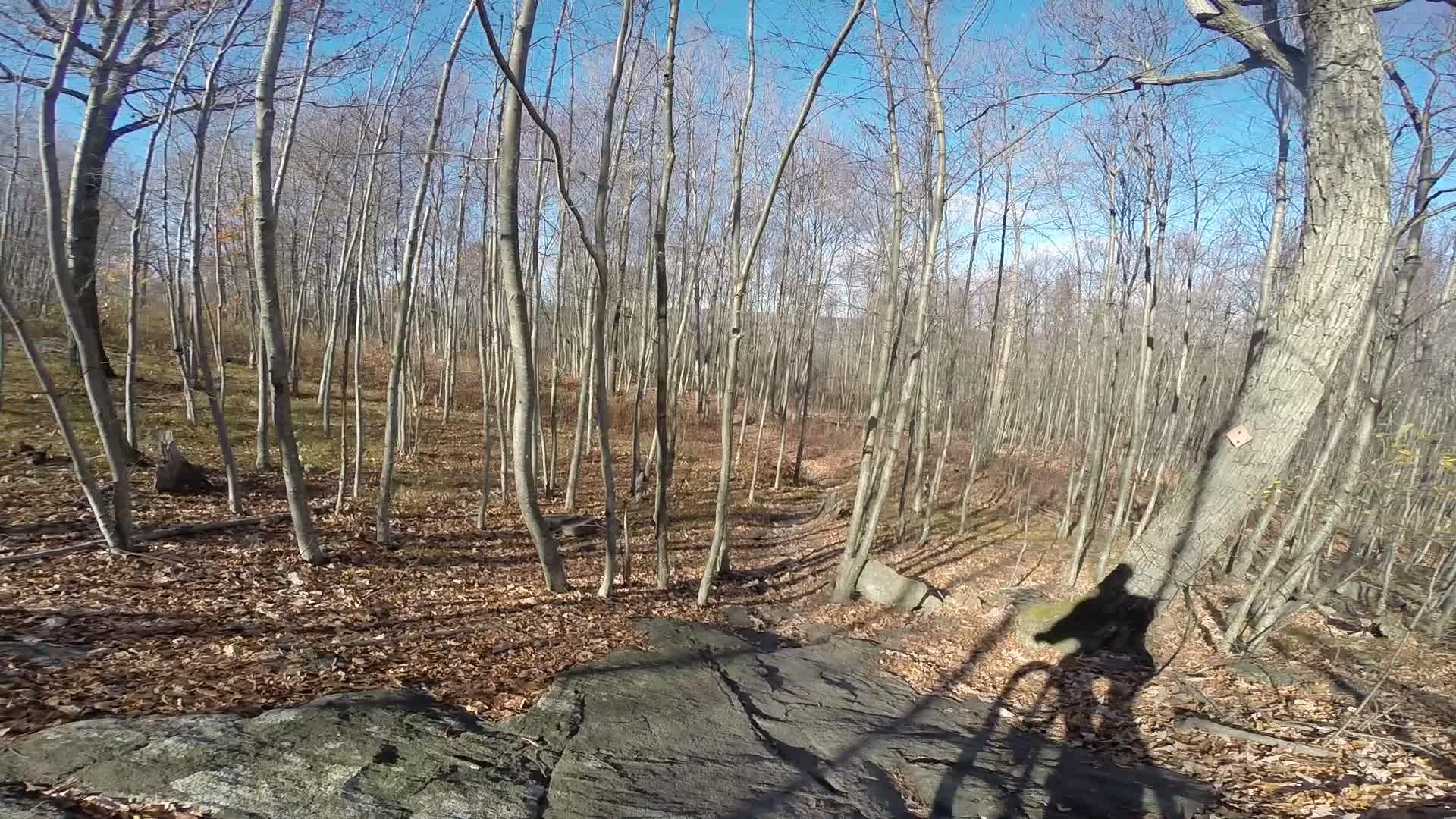 A mountain biker rides over a rocky path in a forest, with bare trees and a clear blue sky in the background. The ground is covered with fallen leaves, and the biker's shadow is cast on the rock. Long Pond Ironworks State Park mountain bike trail.