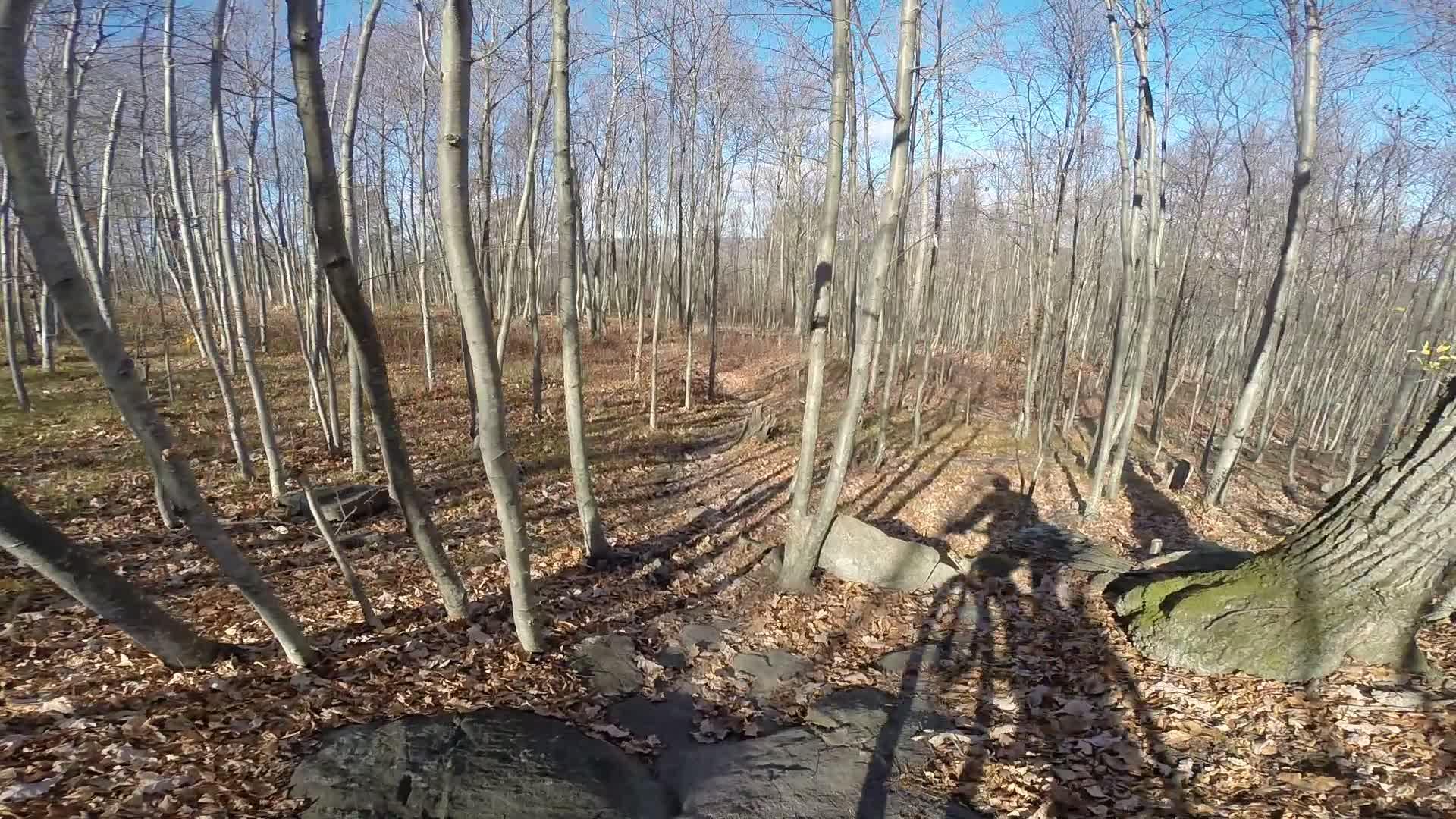 A forest path winding through bare trees, with autumn leaves scattered on the ground and rocks partially visible. Shadows cast by the surrounding trees stretch across the trail, under a clear blue sky. Long Pond Ironworks State Park mountain bike trail.