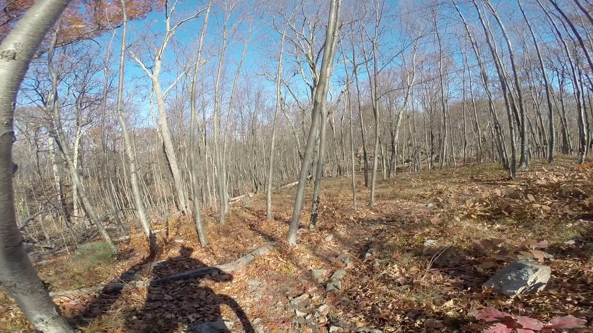 A wooded area with bare trees and a path covered in autumn leaves, under a clear blue sky. Long Pond Ironworks State Park mountain bike trail.