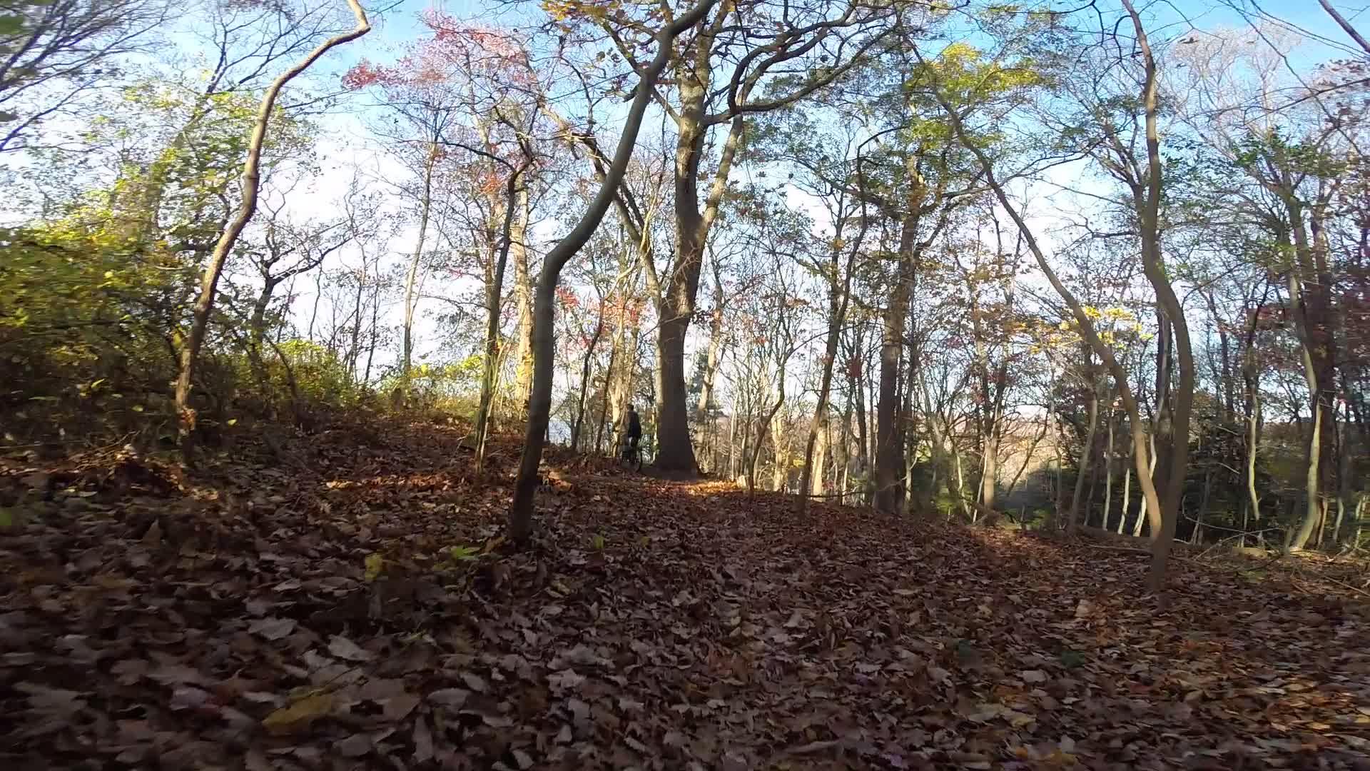 A serene forest scene during autumn, featuring trees with bare branches and colorful leaves scattered on the ground. A winding path leads through the woods, with sunlight filtering through the treetops. A person can be seen in the distance, adding a sense of scale to the tranquil setting. Hartshorne Woods Park mountain bike trail.