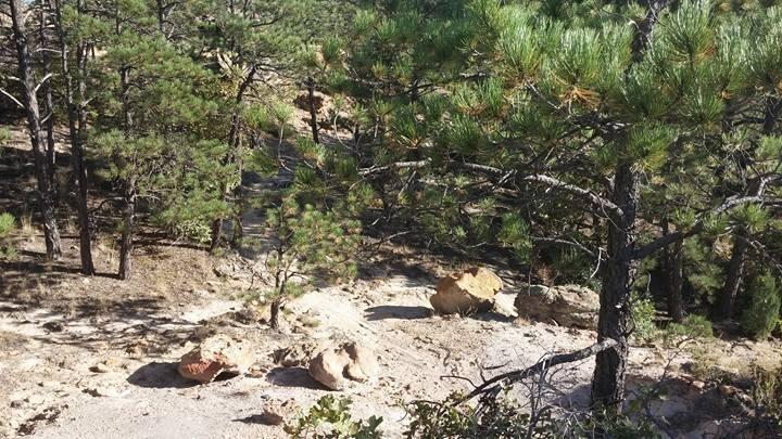 A scenic view of a forested area featuring tall pine trees, rocky ground, and large boulders scattered throughout the landscape. Sunlight filters through the trees, creating a natural and serene atmosphere. Palmer Park mountain bike trail.