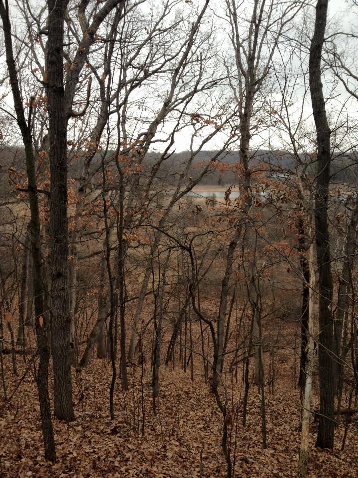 A view of a wooded area during late autumn, featuring bare trees with a few remaining leaves amidst a carpet of brown fallen leaves. In the background, a gentle slope leads down to a body of water, with a muted, overcast sky above. Brighton Rec Area mountain bike trail.