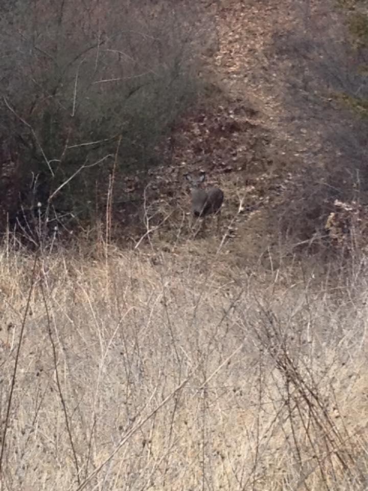 A deer standing on a narrow path surrounded by dry grass and shrubs in a natural setting. Brighton Rec Area mountain bike trail.