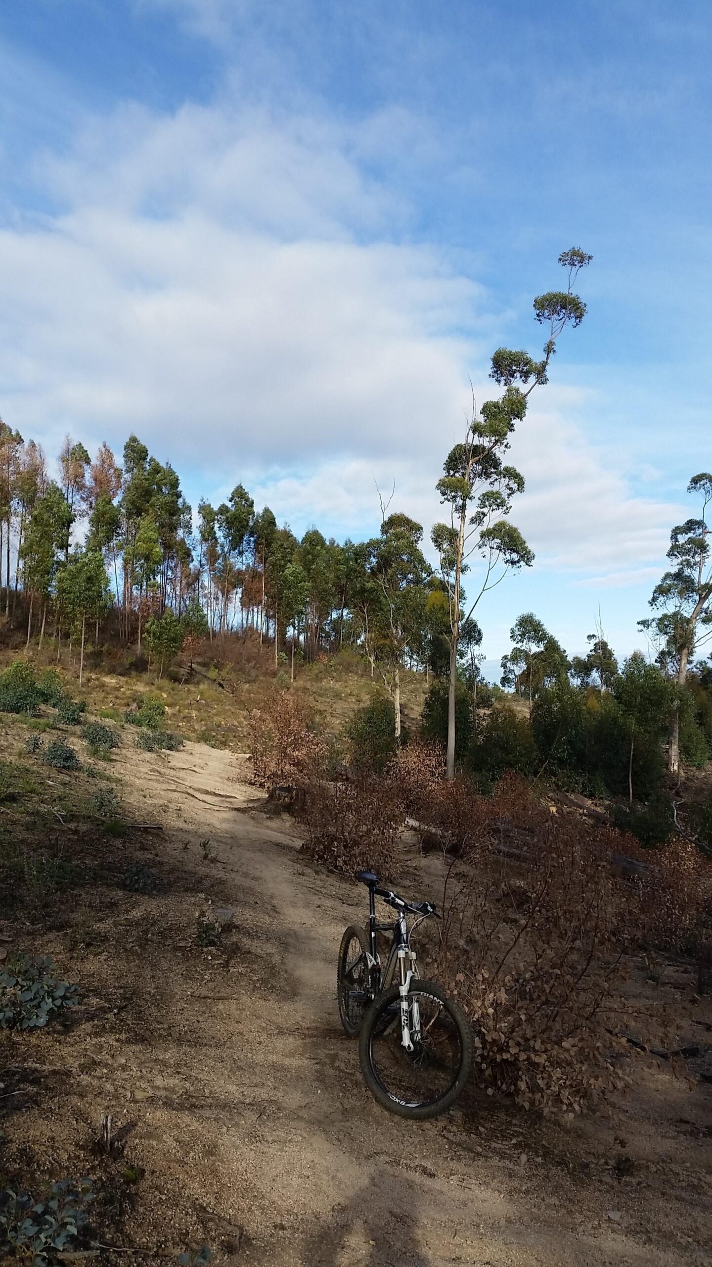 Giant Trance: A mountain bike resting on a sandy trail surrounded by a mix of green and brown vegetation, with tall trees in the background under a partly cloudy sky.