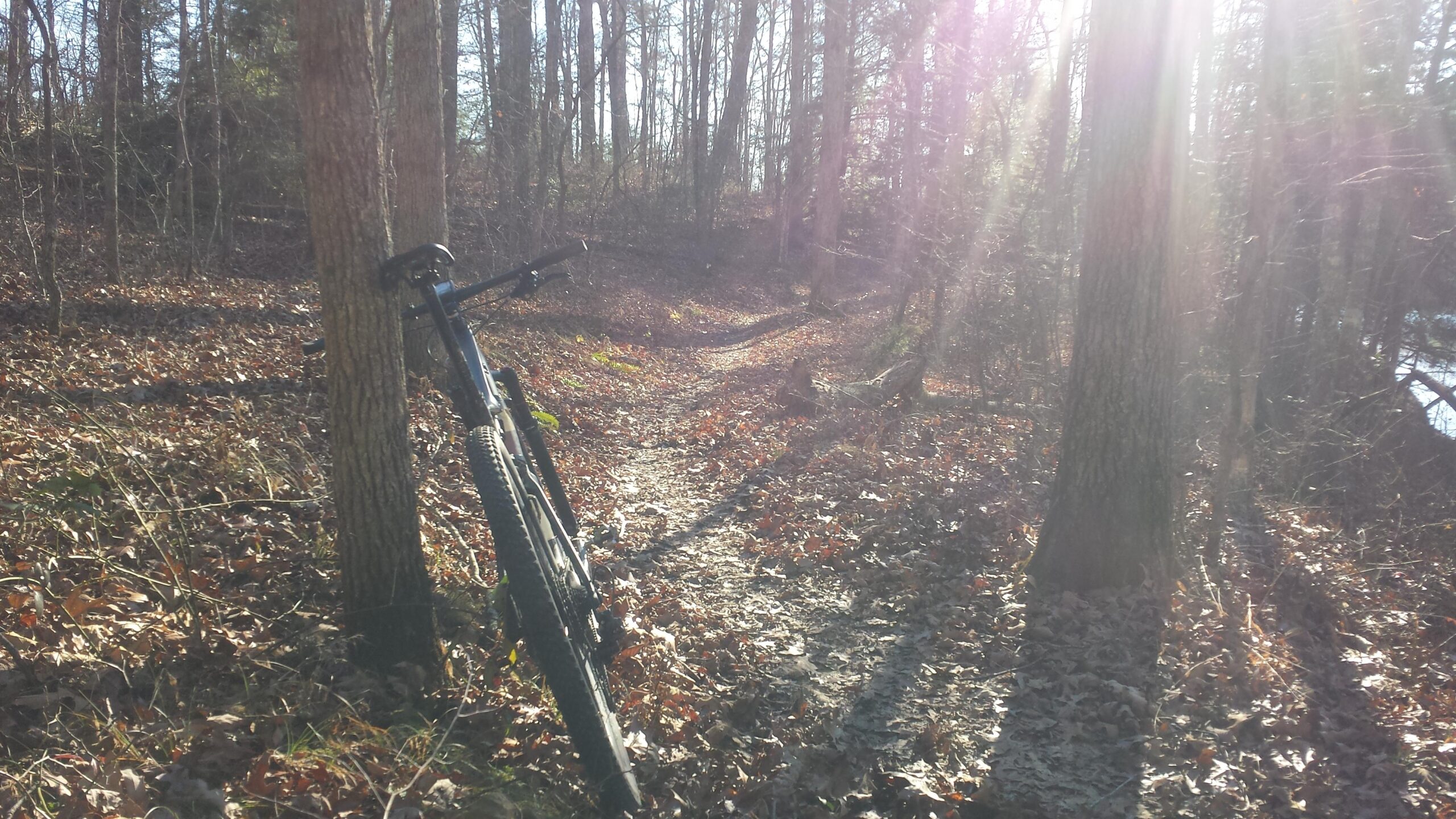 A mountain bike leaning against a tree on a sunlit path through a wooded area, covered with fallen leaves. The scene captures the tranquility of nature with soft sunlight filtering through the trees. Sheltowee Trace - Laurel Lake Trail mountain bike trail.