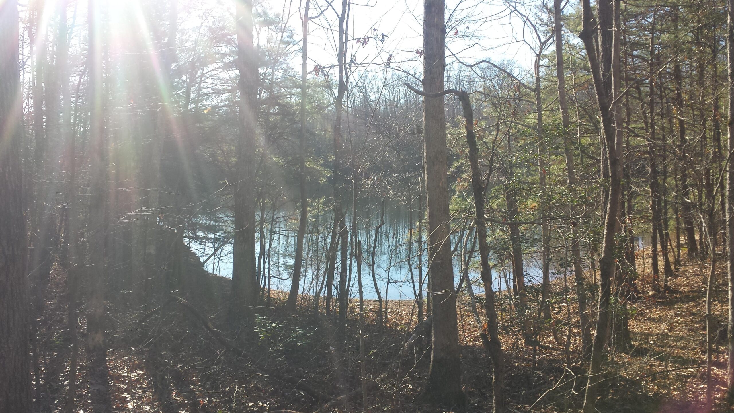 A serene forest scene with sunlight filtering through the trees, illuminating the landscape. In the background, a calm body of water reflects the surrounding trees and sky, creating a peaceful outdoor atmosphere. The ground is covered with fallen leaves and underbrush, adding to the natural setting. Sheltowee Trace - Laurel Lake Trail mountain bike trail.
