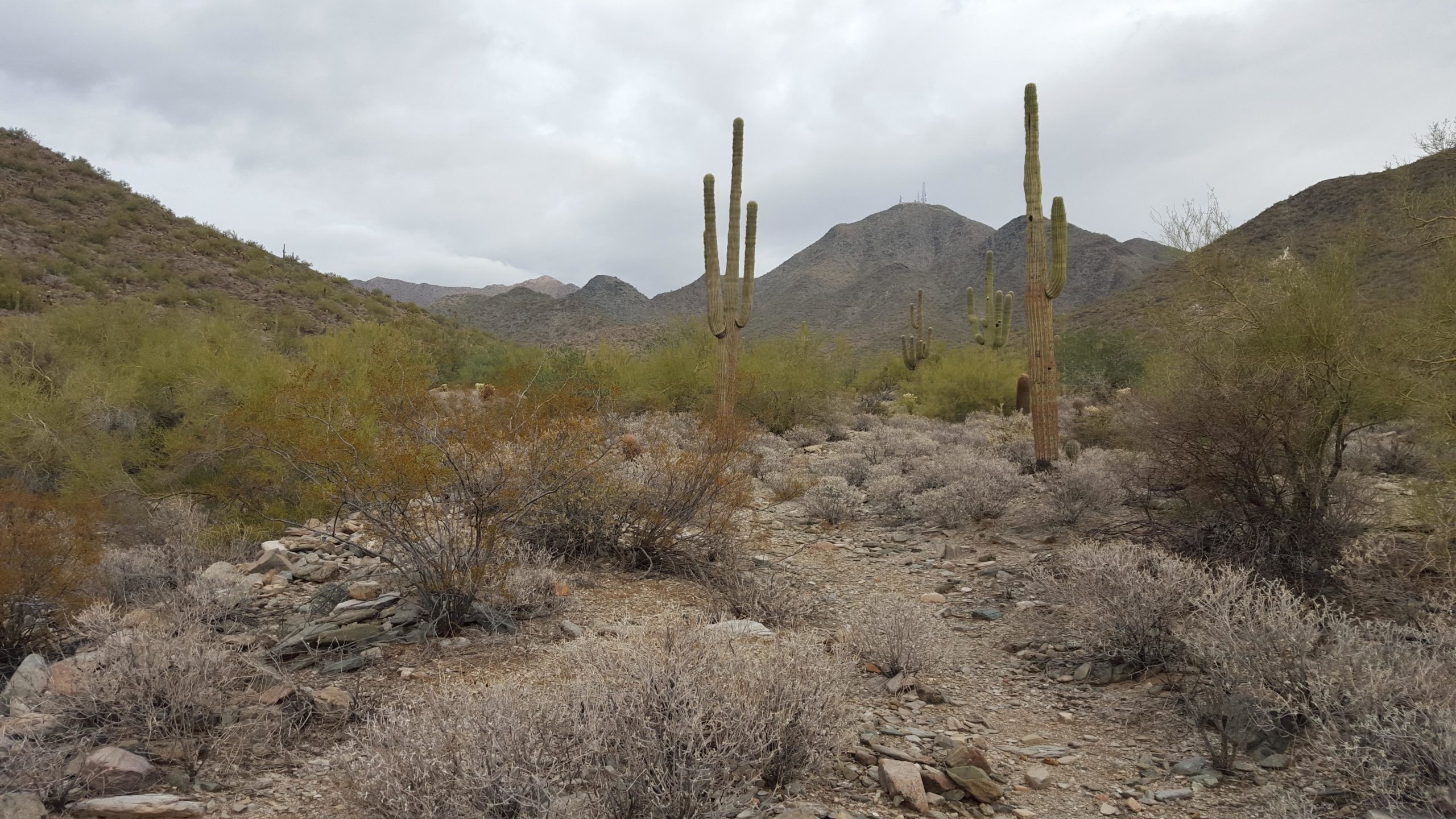 A desert landscape featuring tall saguaro cacti among rocky terrain and low vegetation. The scene is set under a cloudy sky, with mountains visible in the background, creating a serene and rugged atmosphere. Taliesin / Quartz Loop mountain bike trail.