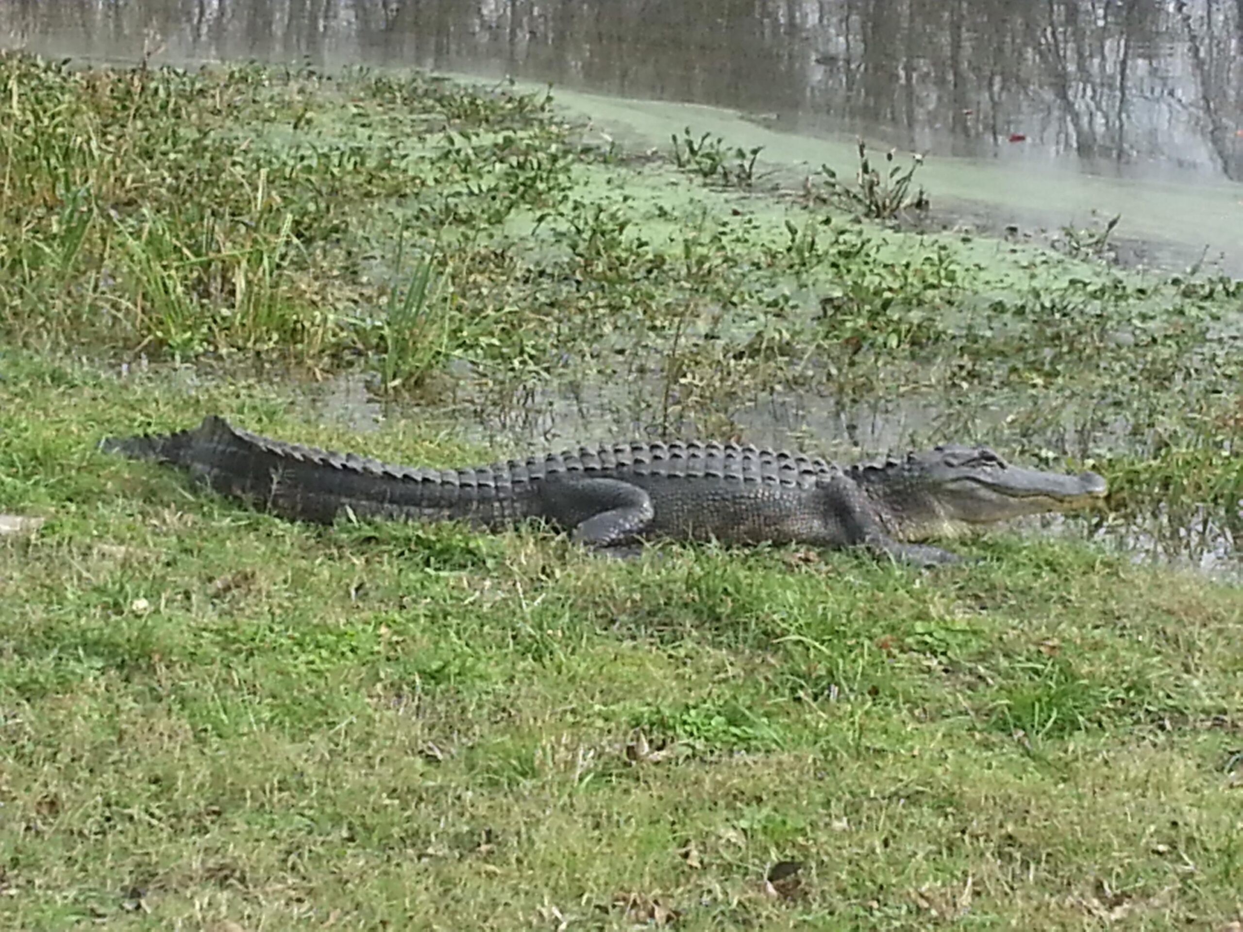A large alligator resting on the grass by a water body, surrounded by greenery and aquatic plants. The alligator has a textured, scaly body with a long tail and a wide snout, basking in the sunlight. Brazos Bend State Park mountain bike trail.