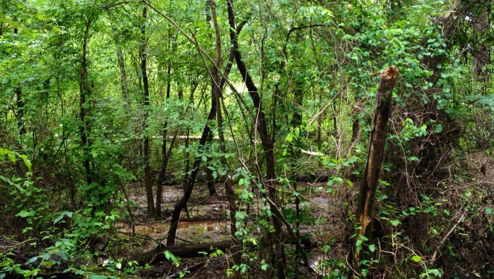 A dense, green forest scene featuring various trees and underbrush, with sunlight filtering through the leaves, creating a natural and tranquil atmosphere. Bringle Lake Mountain Bike Trail System mountain bike trail.
