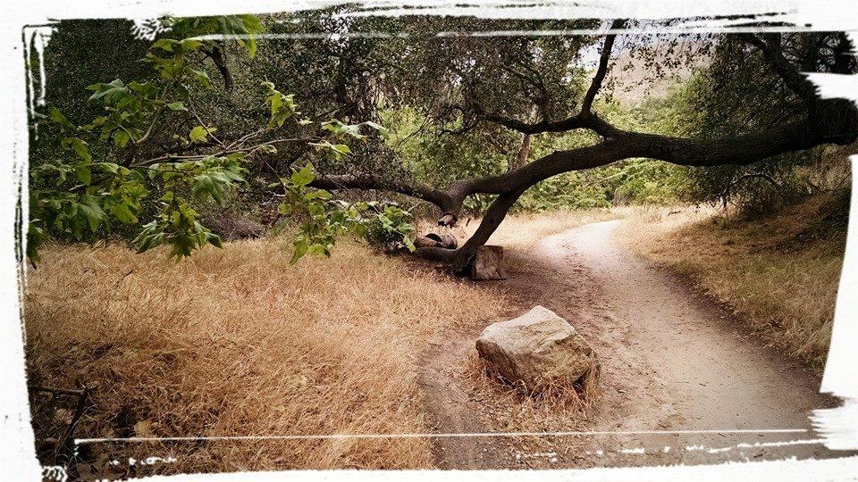 A winding dirt path surrounded by dry grass and lush greenery, with a large tree leaning over the trail. A smooth rock is positioned along the path, adding to the natural scenery. Whiting Ranch Wilderness Park mountain bike trail.