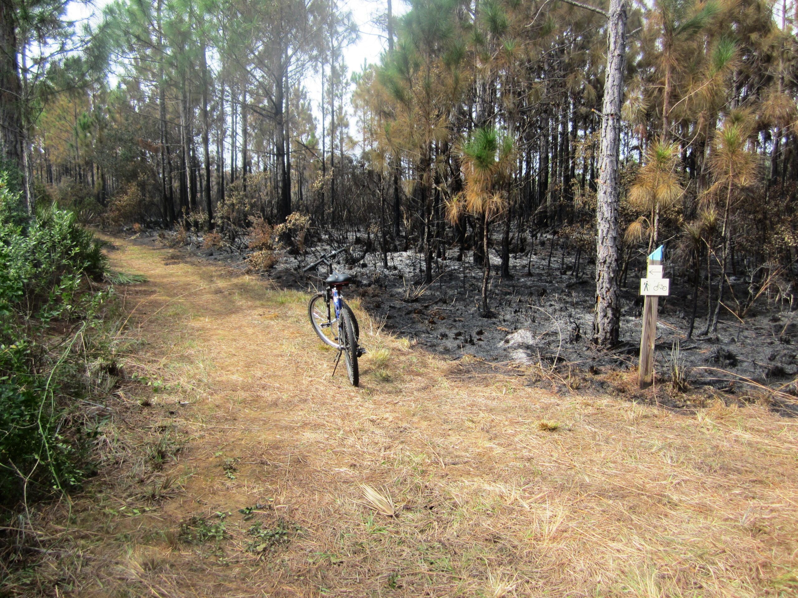 A forest trail adjacent to a burned area, featuring a bicycle parked on the path. The landscape shows charred trees and brown grass on one side, while the trail is lined with greenery on the other. A trail marker indicating paths for hikers and cyclists stands nearby. Carlton Preserve mountain bike trail.